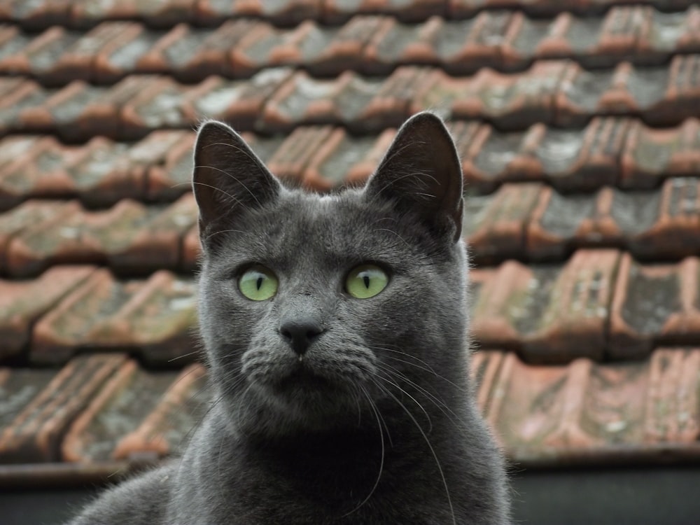 Chat bleu russe sur toit marron