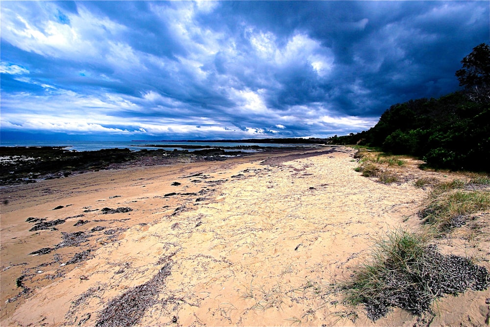 green grass on brown sand near sea under blue sky during daytime