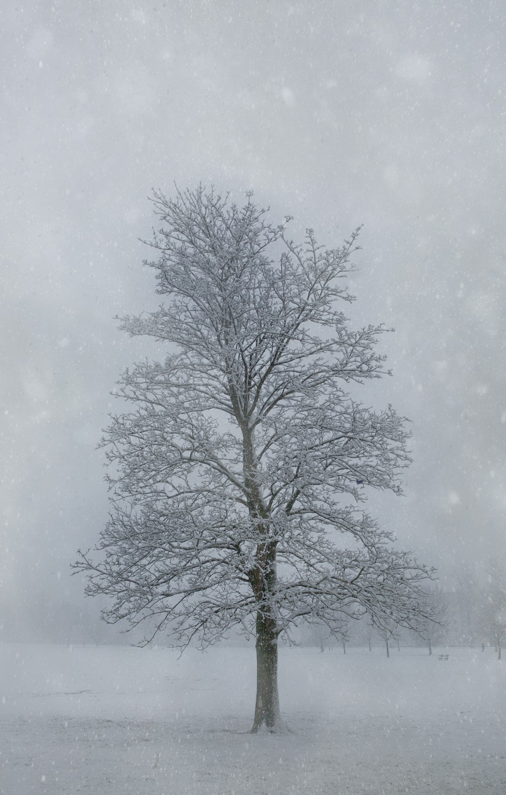 bare tree covered by snow