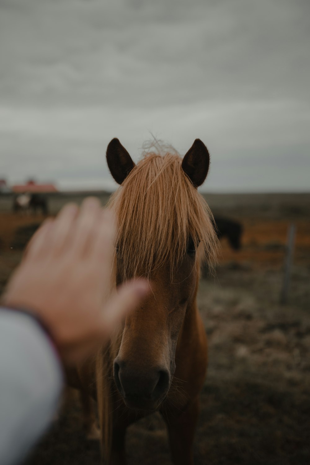 brown horse in front of person in black jacket