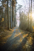 A peaceful forest trail bathed in morning light, symbolizing environmental stewardship.