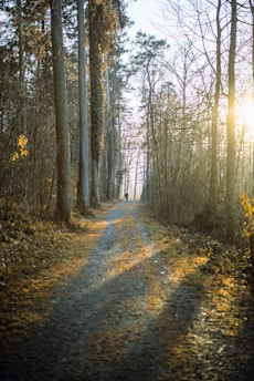 A serene forest path splitting into two trails under a soft, golden sunset.