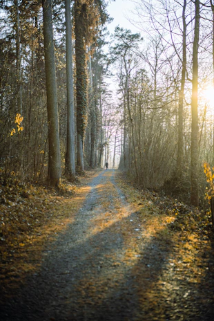 A peaceful forest path with sunlight filtering through leaves and a motivational saying.