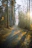 A serene early morning trail bathed in soft light, inviting calm and reflection.