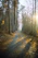 A serene early morning trail bathed in soft light, inviting calm and reflection.