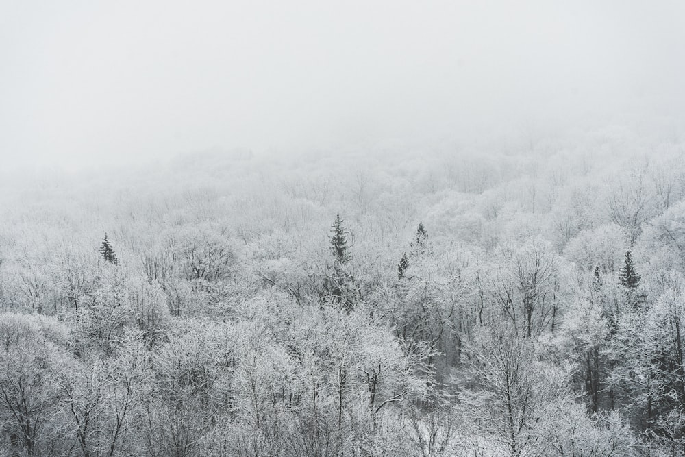 alberi grigi sulla montagna durante il giorno