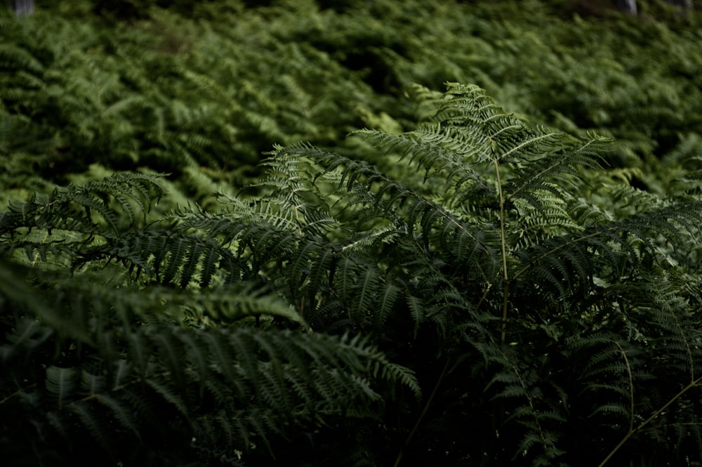 green fern plant in close up photography