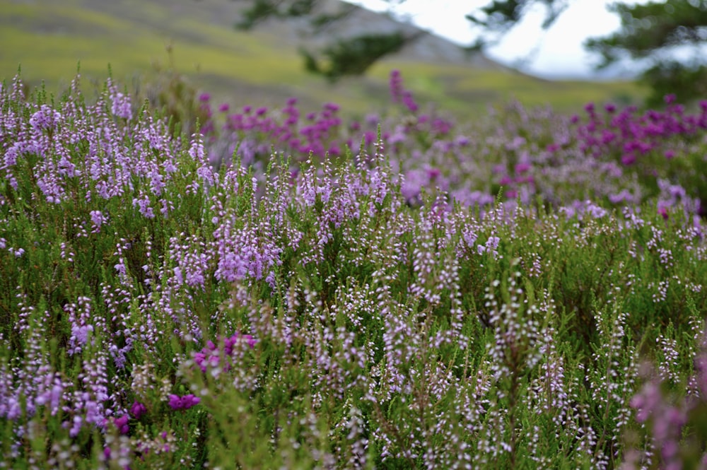 champ de fleurs violettes pendant la journée