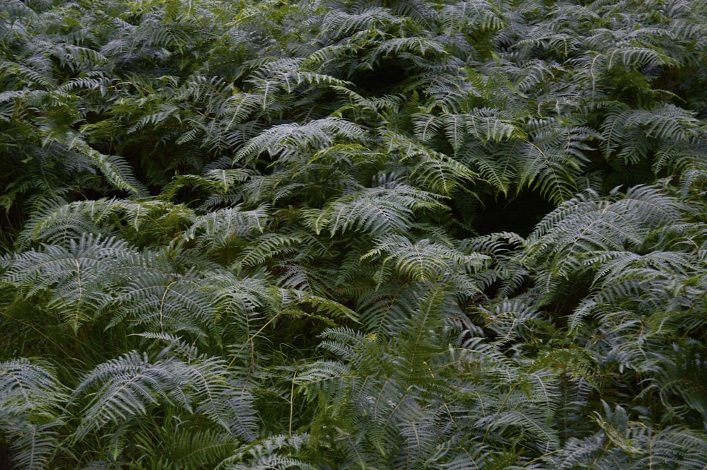 green and white leaf plants