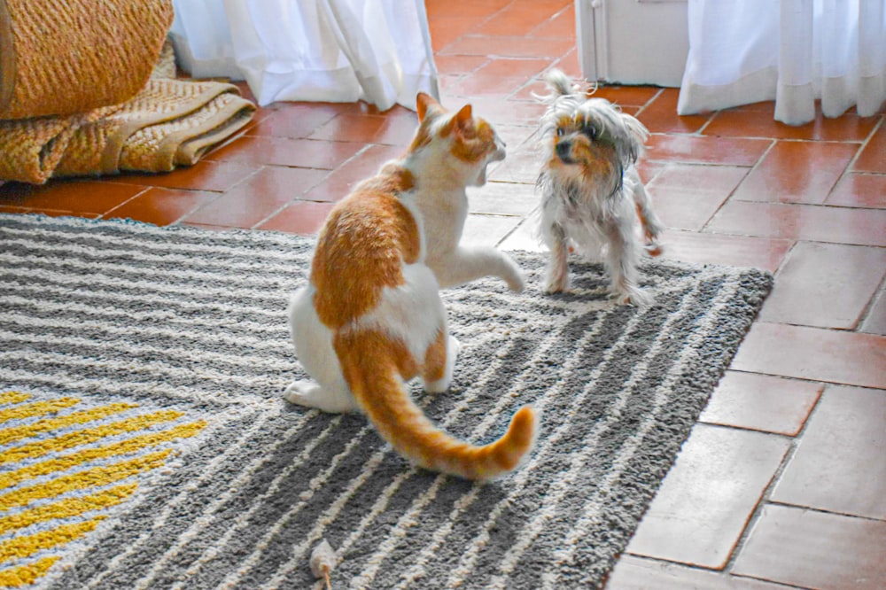 orange and white cat on gray carpet