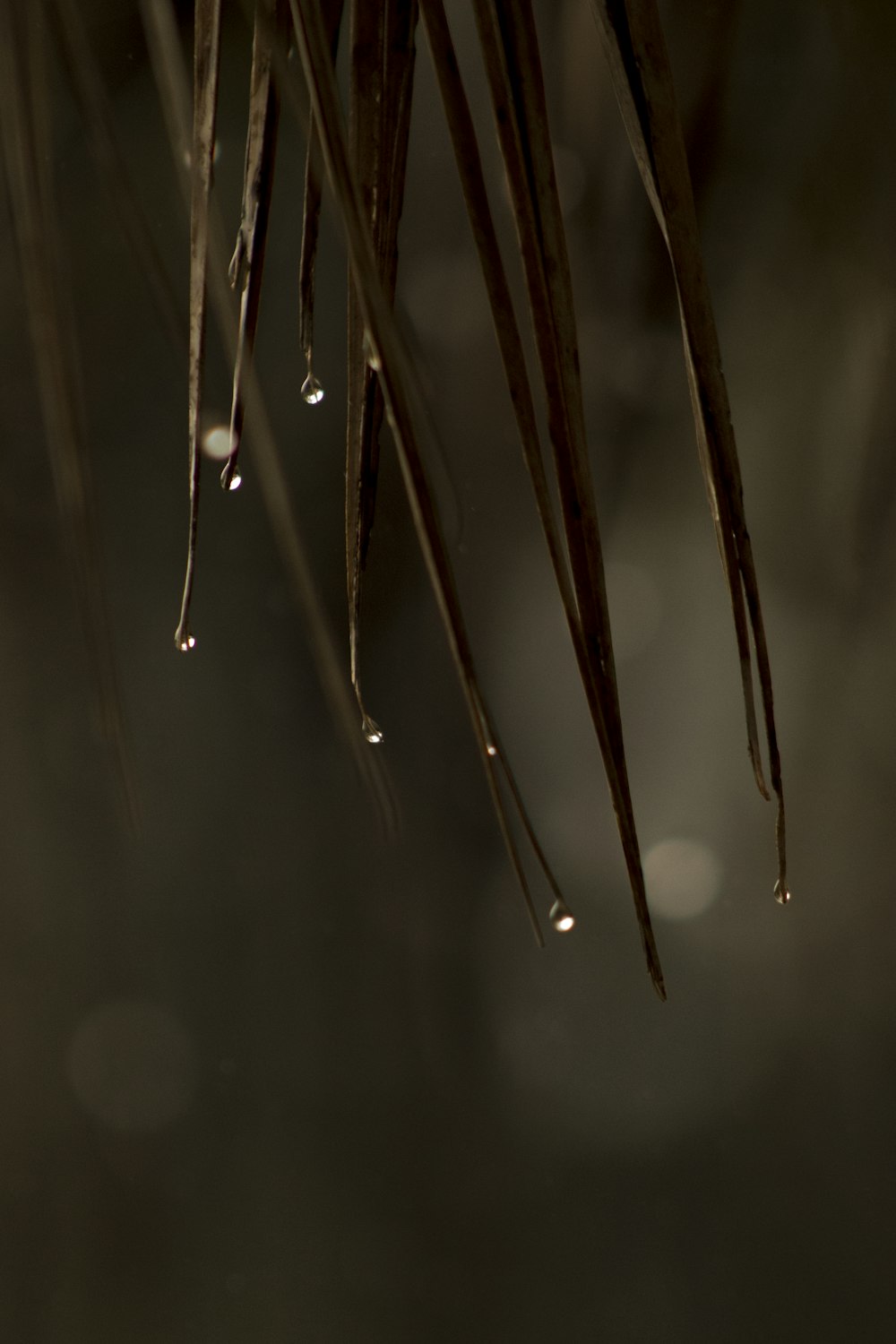 갈색 식물에 물방울