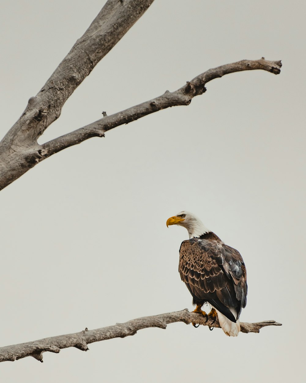 brown and white eagle on brown tree branch