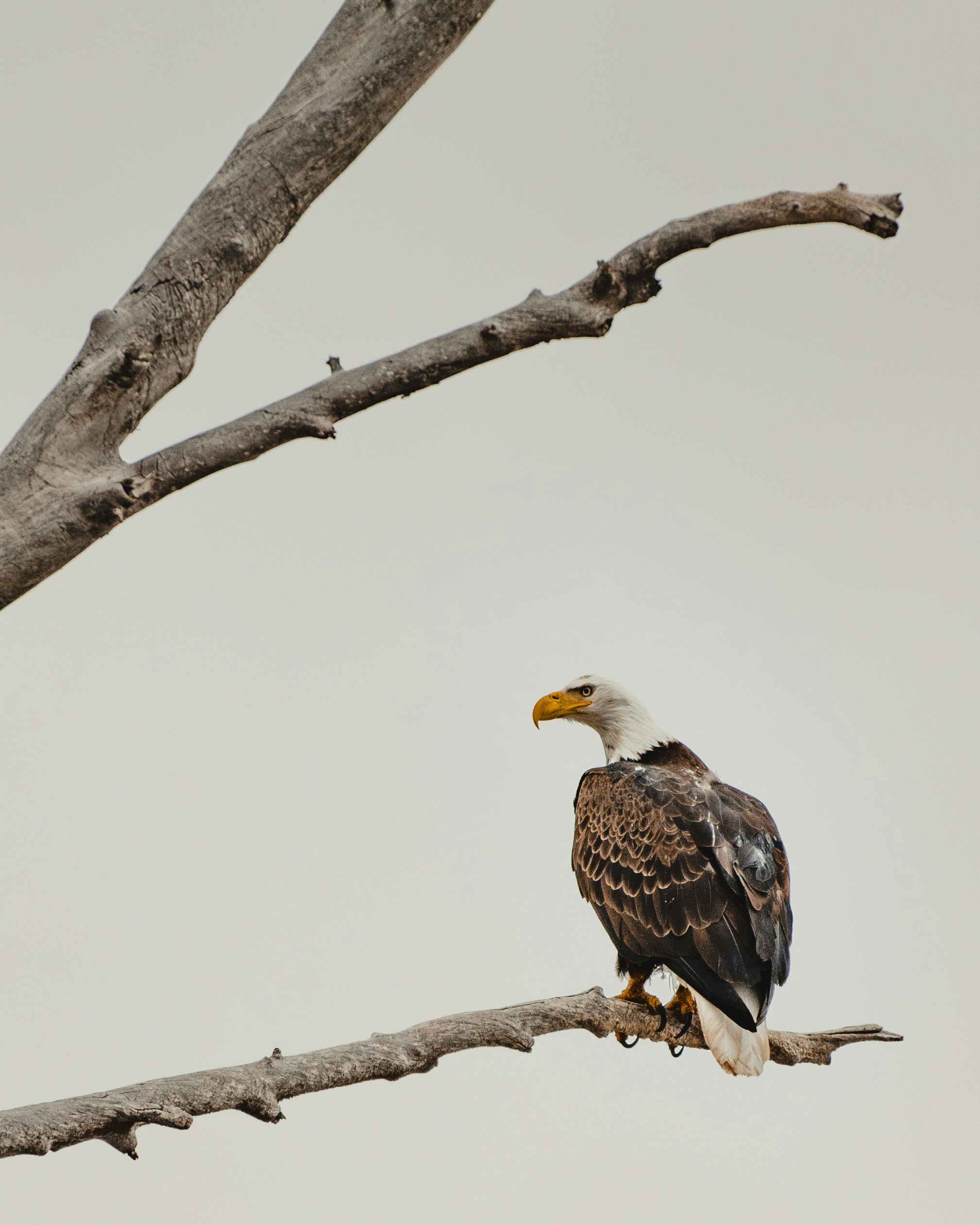 Bald Eagle giving us the mean mug