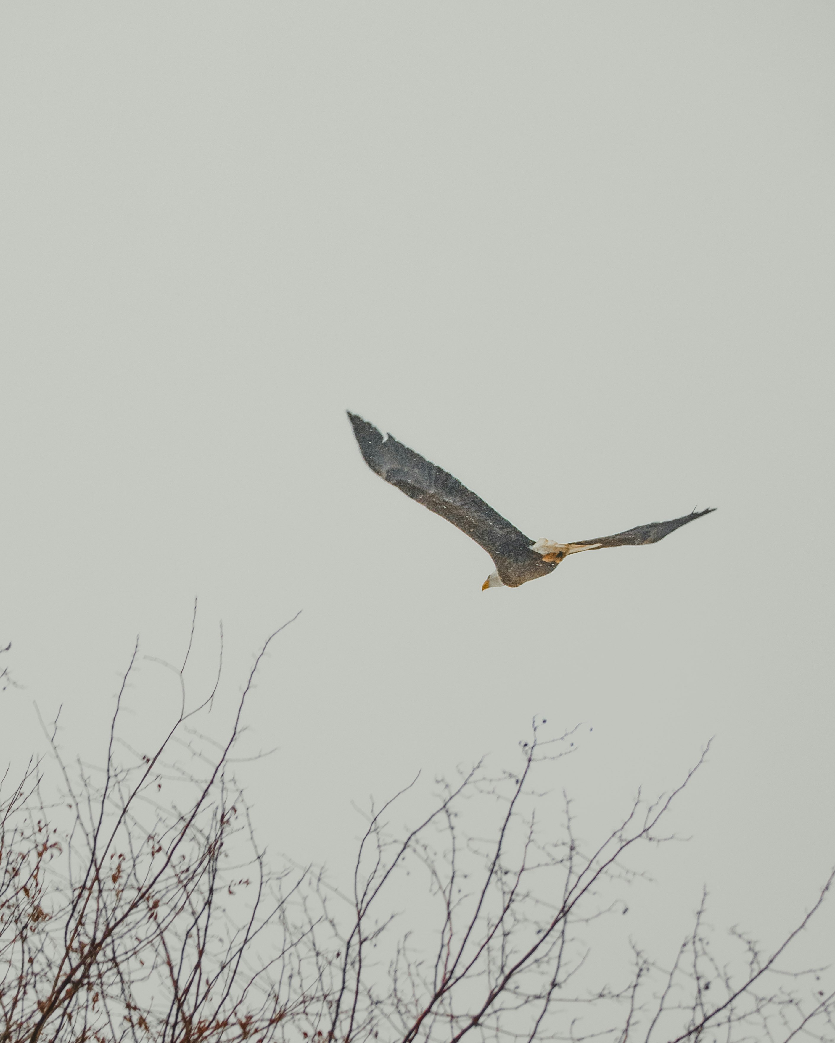 brown and white bird flying under white sky during daytime