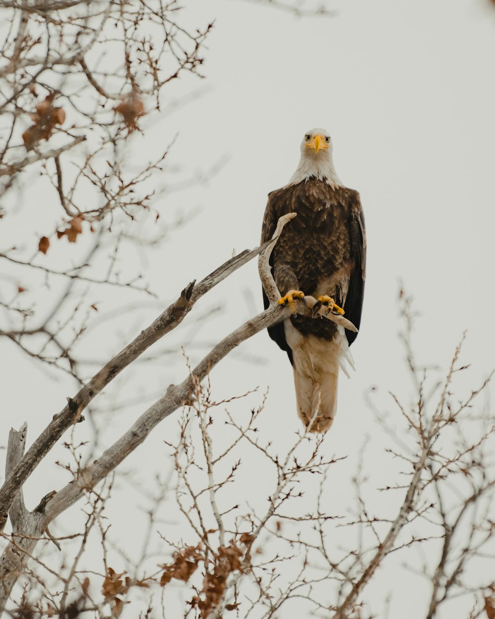 black and white eagle on bare tree during daytime