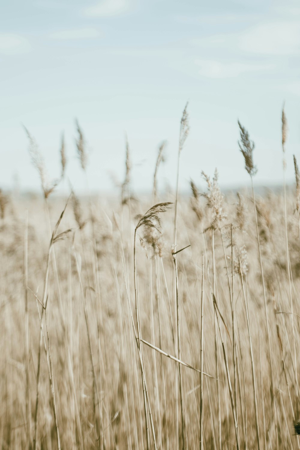 brown wheat field during daytime