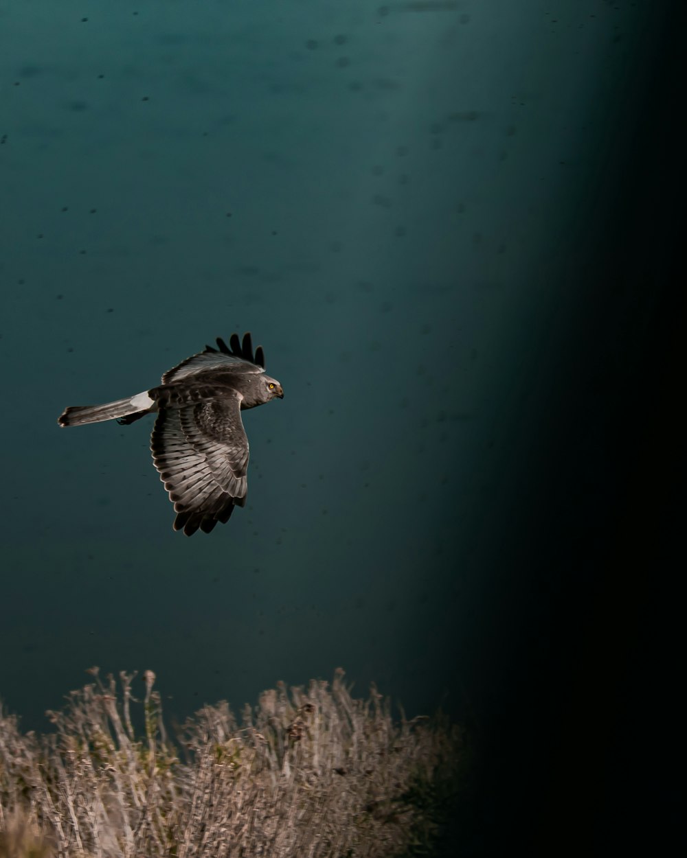 brown and white bird flying over brown grass during daytime