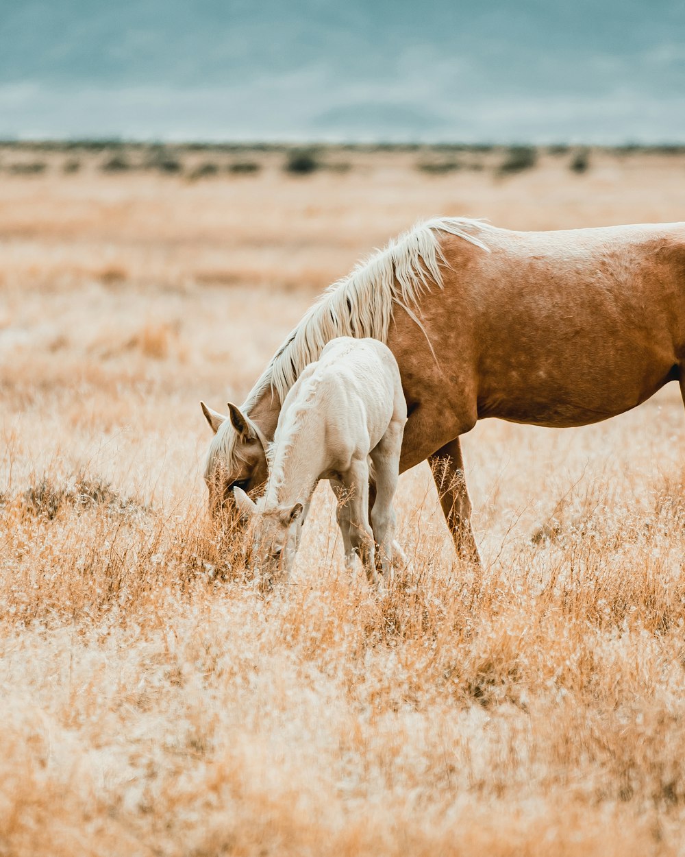 cavalo marrom no campo de grama marrom durante o dia