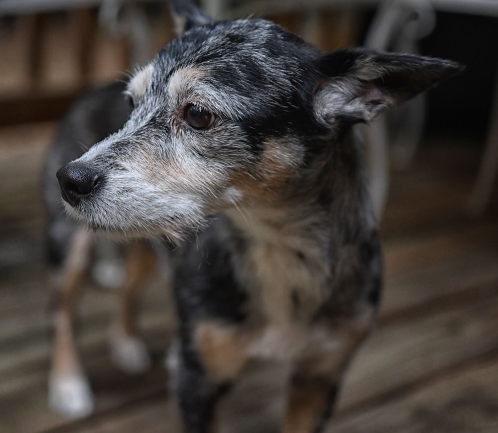 Perro de pelo corto negro y marrón