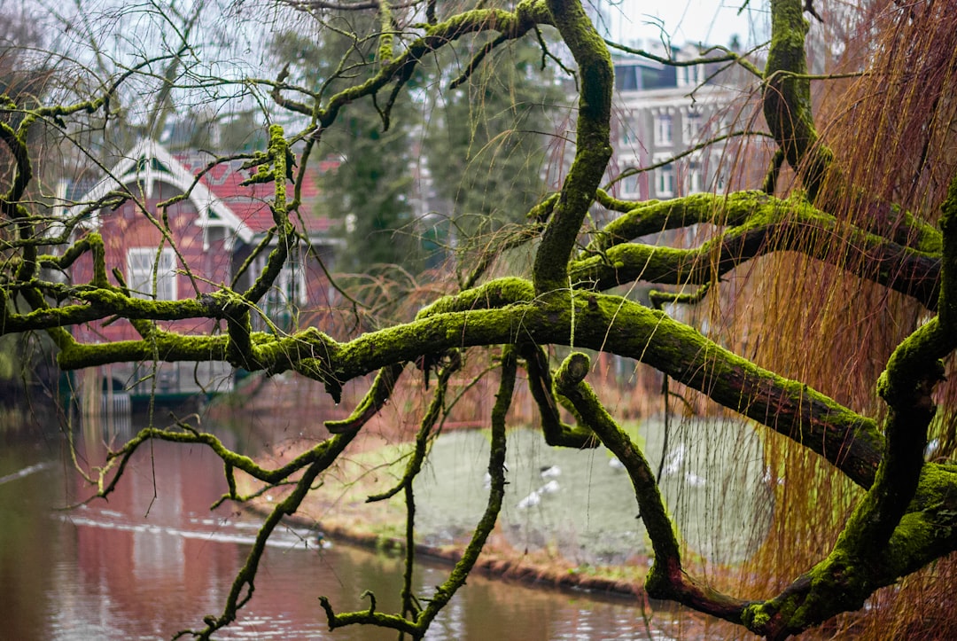 green tree branch on water