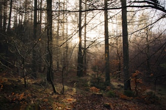 brown bare trees during daytime