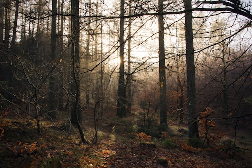 brown bare trees during daytime
