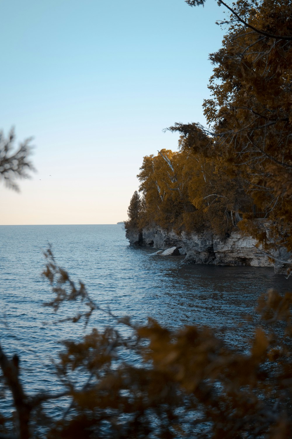 Arbres bruns sur le rivage rocheux pendant la journée