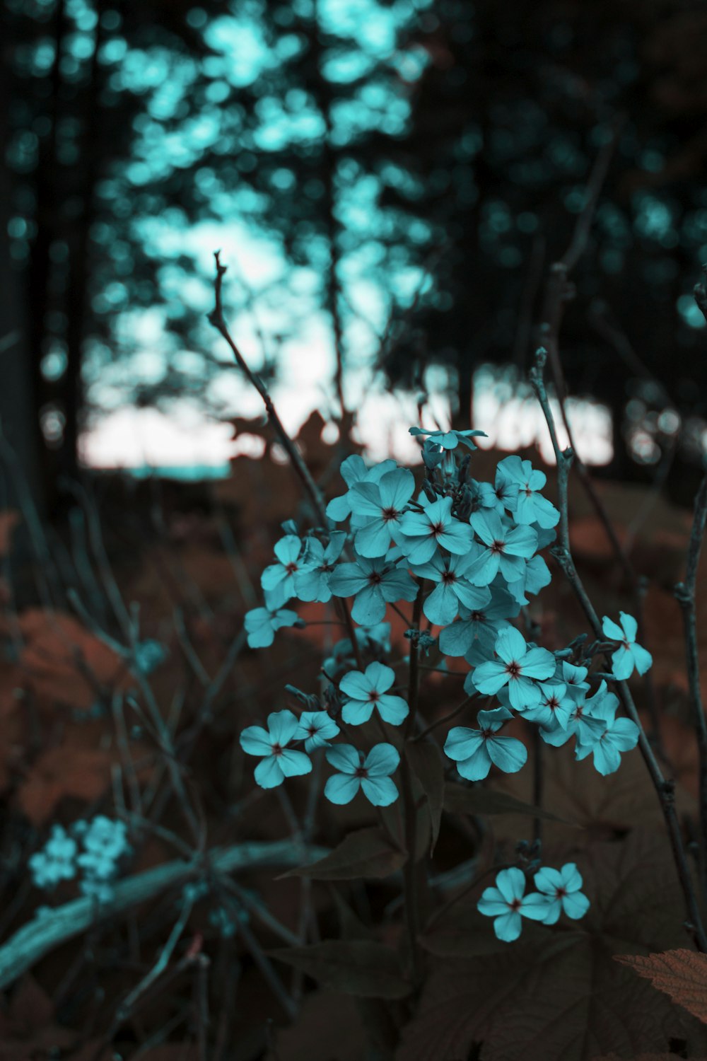 緑の葉を持つオレンジ色の花