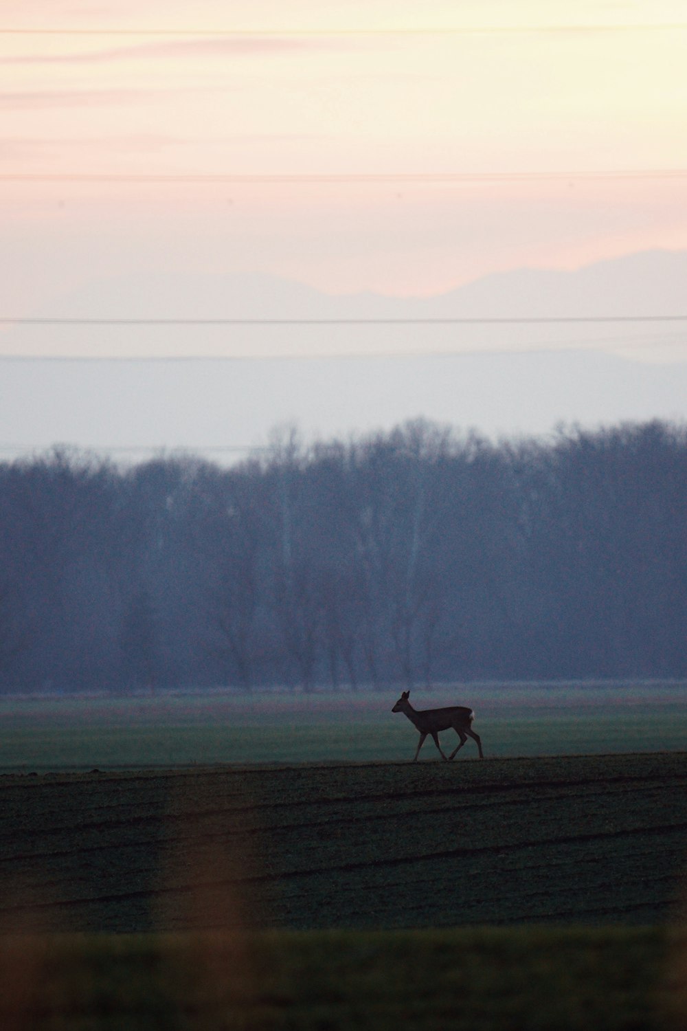 cerf noir sur un champ d’herbe verte pendant la journée