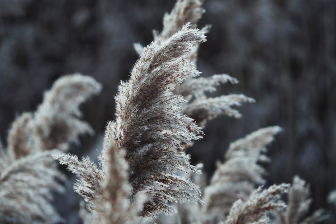 white and brown plant in close up photography