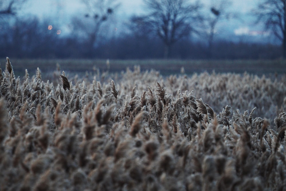 brown grass field during daytime