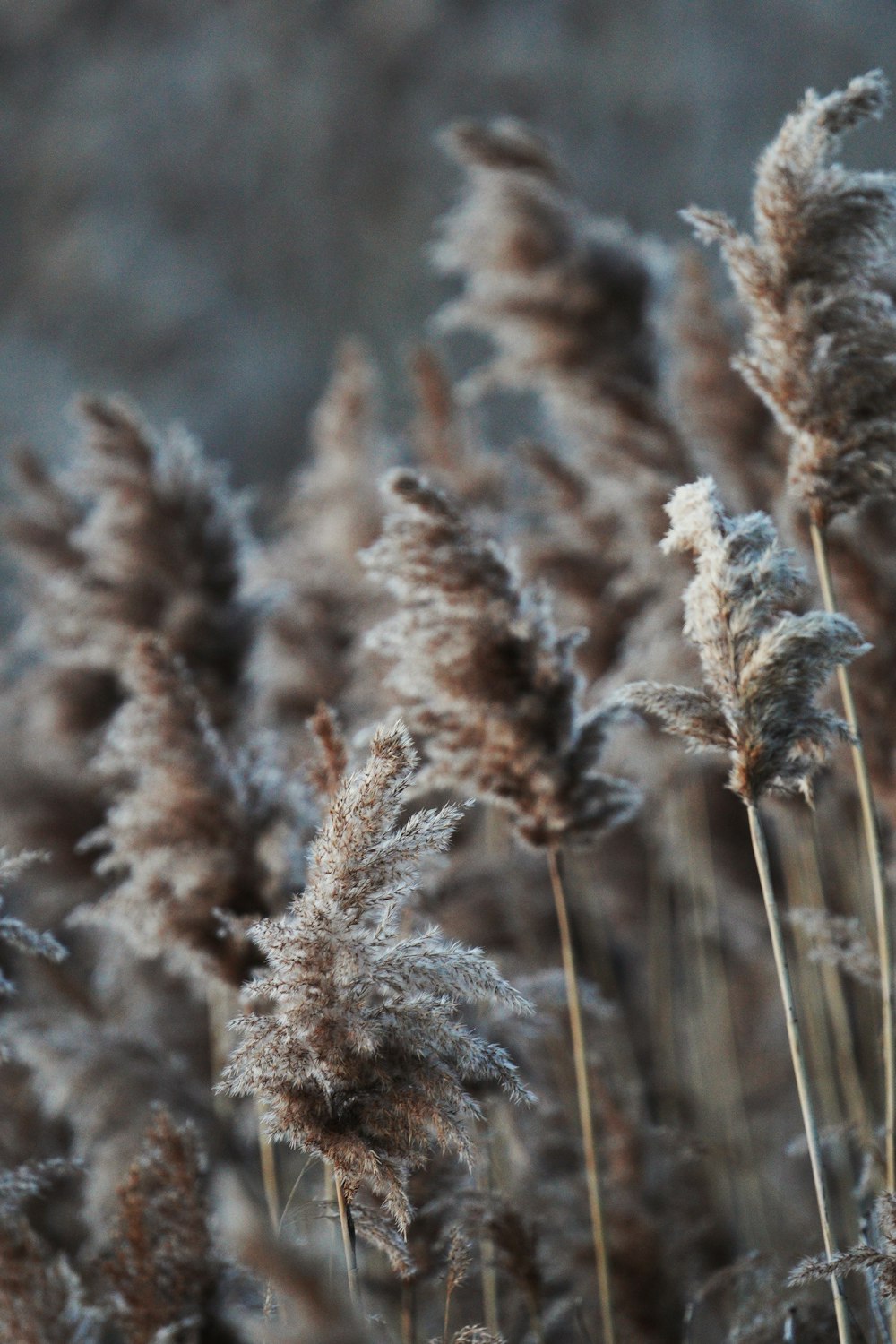 brown plant covered with snow