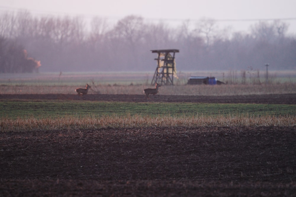 brown wooden tower on brown field