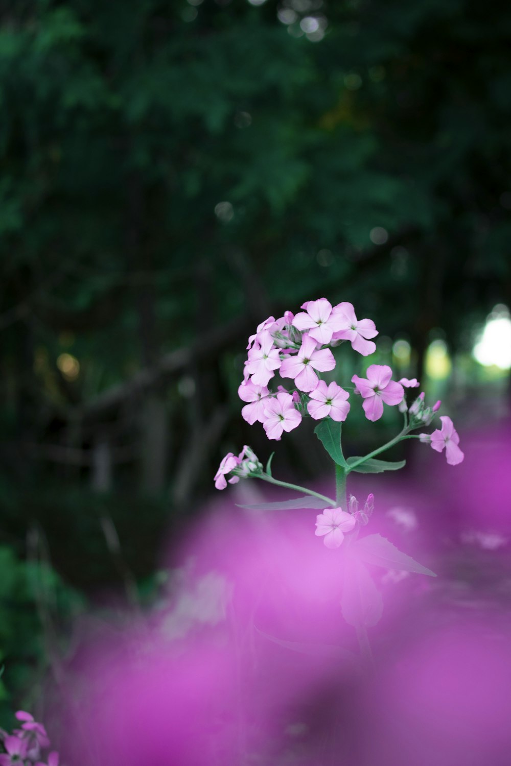 pink flower in tilt shift lens