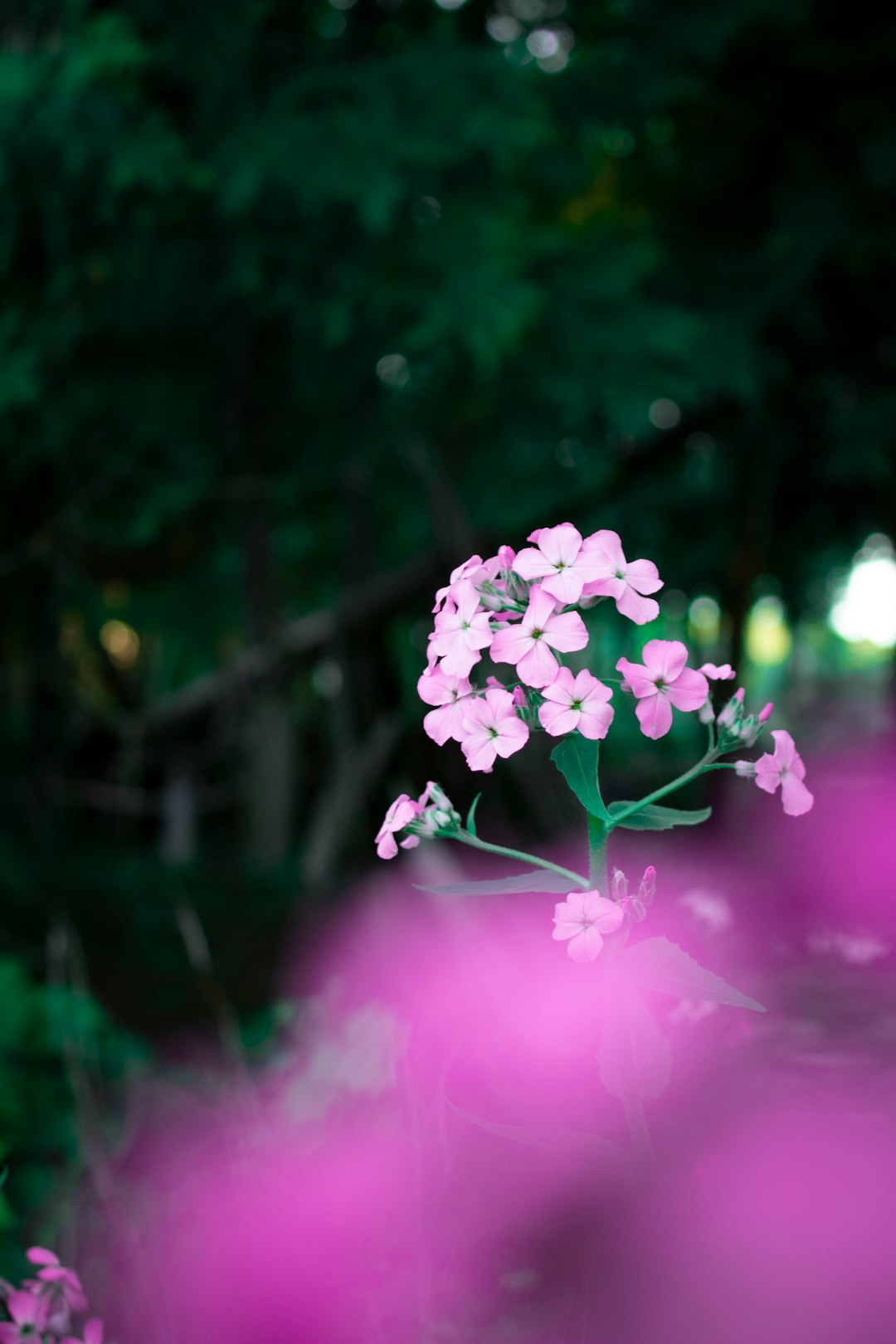 pink flower in tilt shift lens