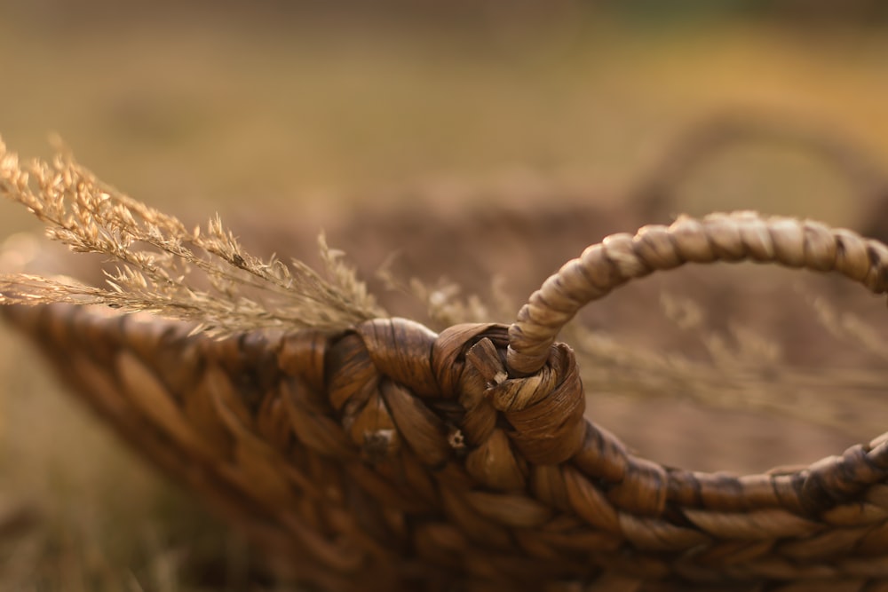 brown wheat in close up photography