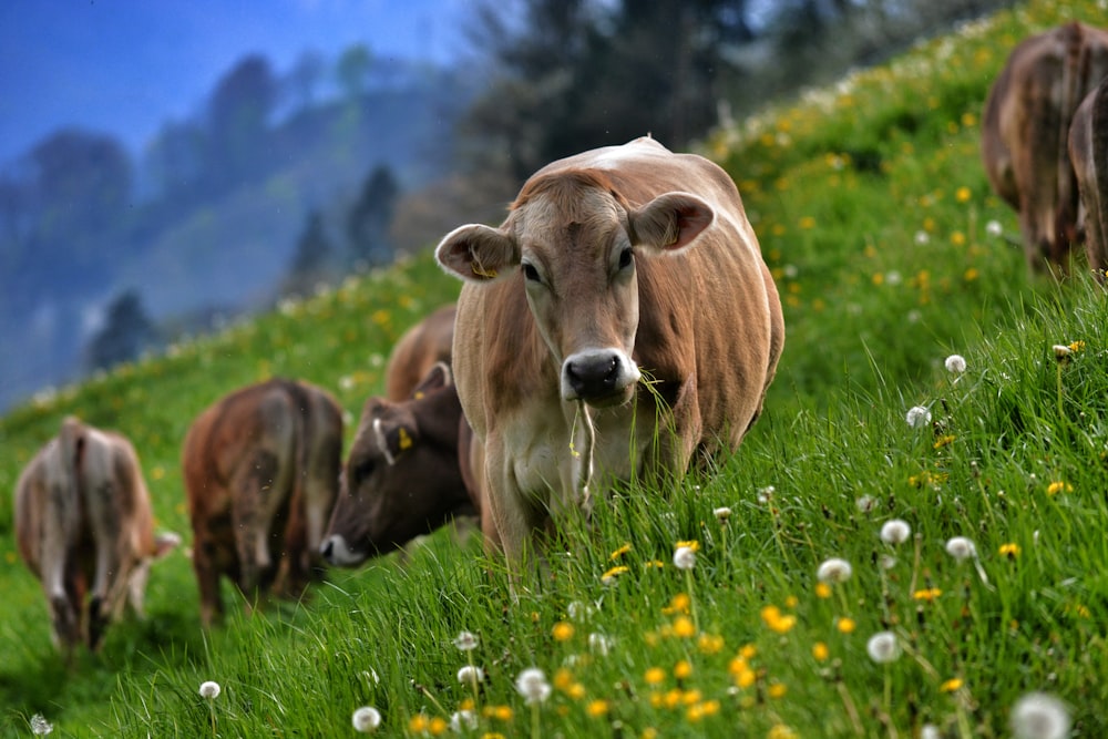 brown cow on green grass field during daytime