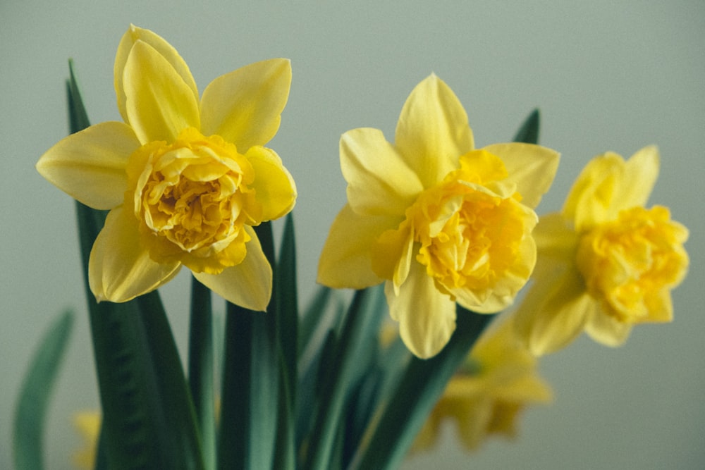 yellow daffodils in bloom close up photo