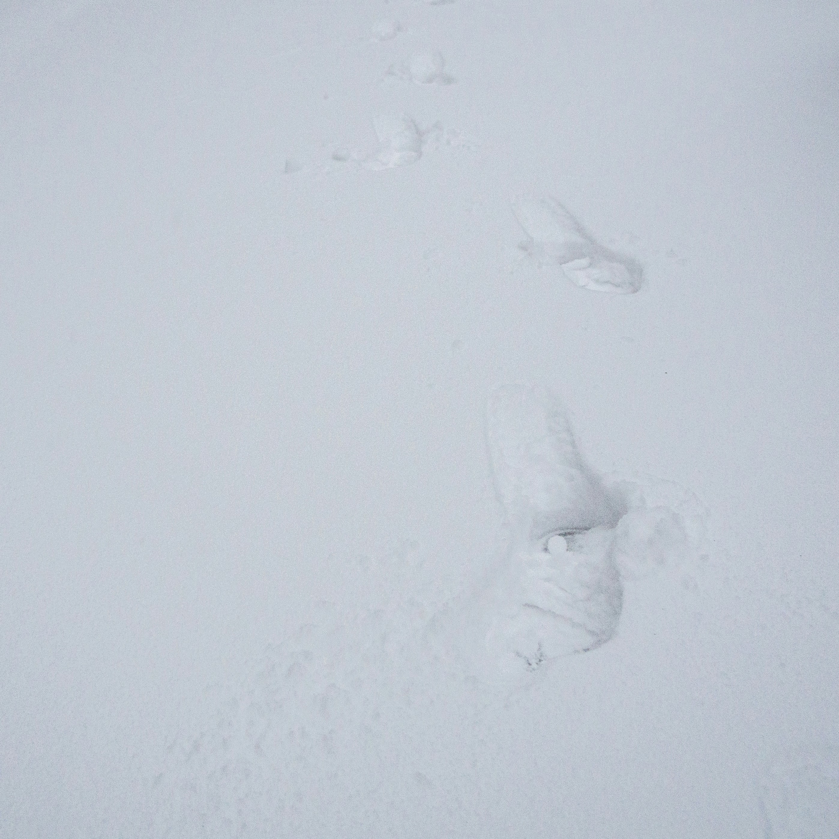Dog with boots on a snowy path