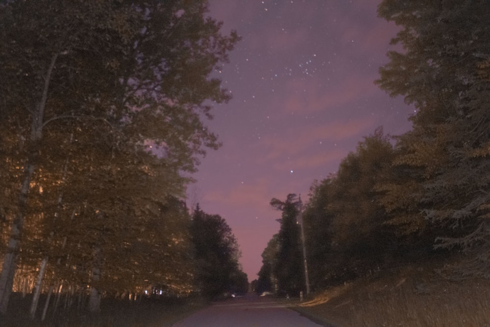 graue Asphaltstraße zwischen Bäumen während der Nachtzeit
