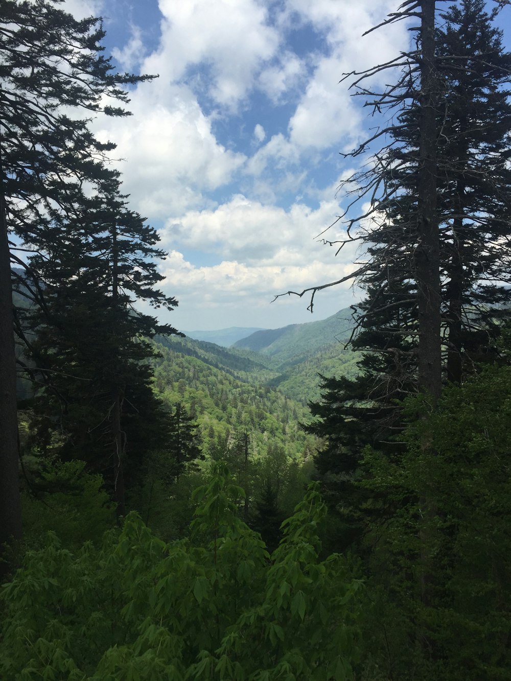 green trees on mountain under white clouds and blue sky during daytime