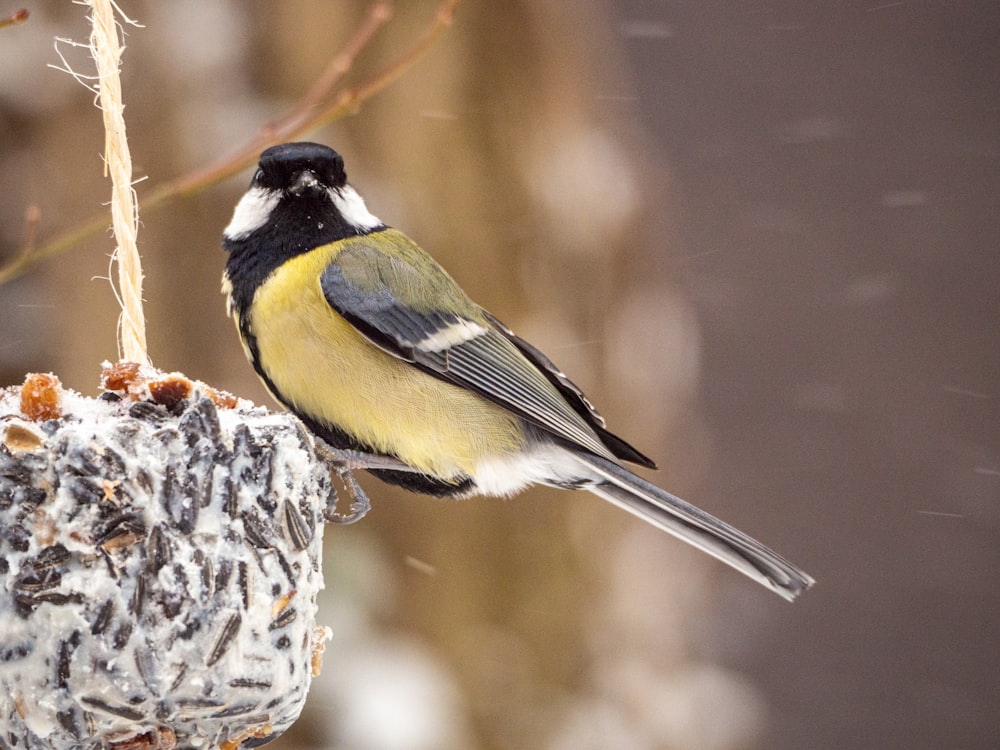 yellow black and white bird on white and black bird feeder