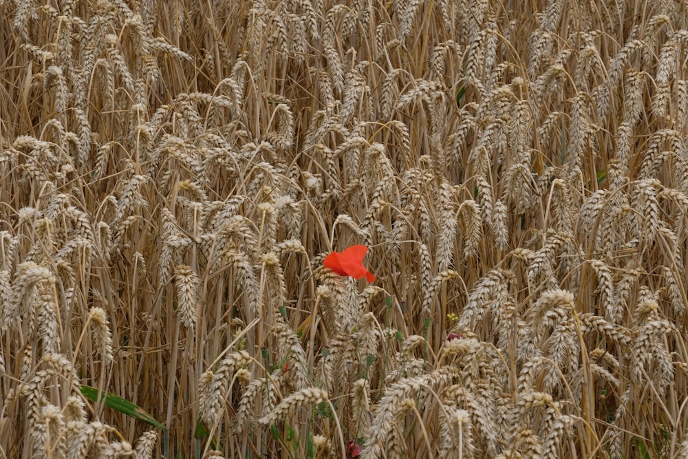 red flower on green grass field during daytime