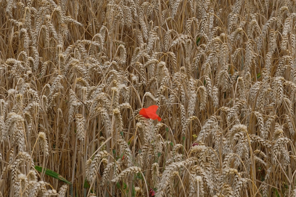 flor vermelha no campo verde da grama durante o dia
