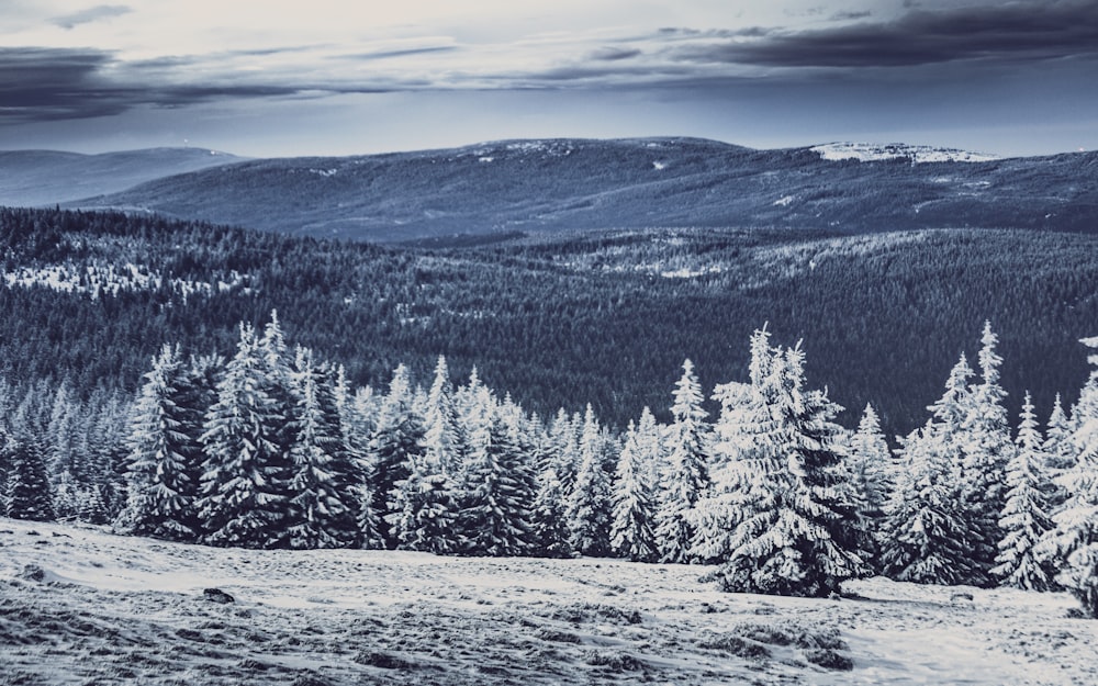 green pine trees on snow covered ground during daytime