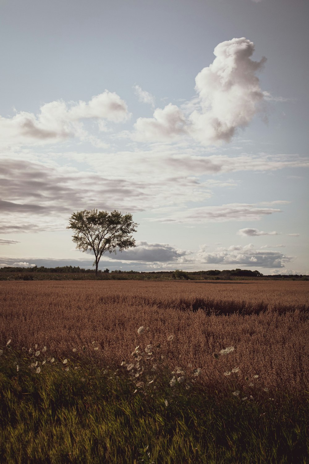 green tree on brown grass field under white clouds and blue sky during daytime