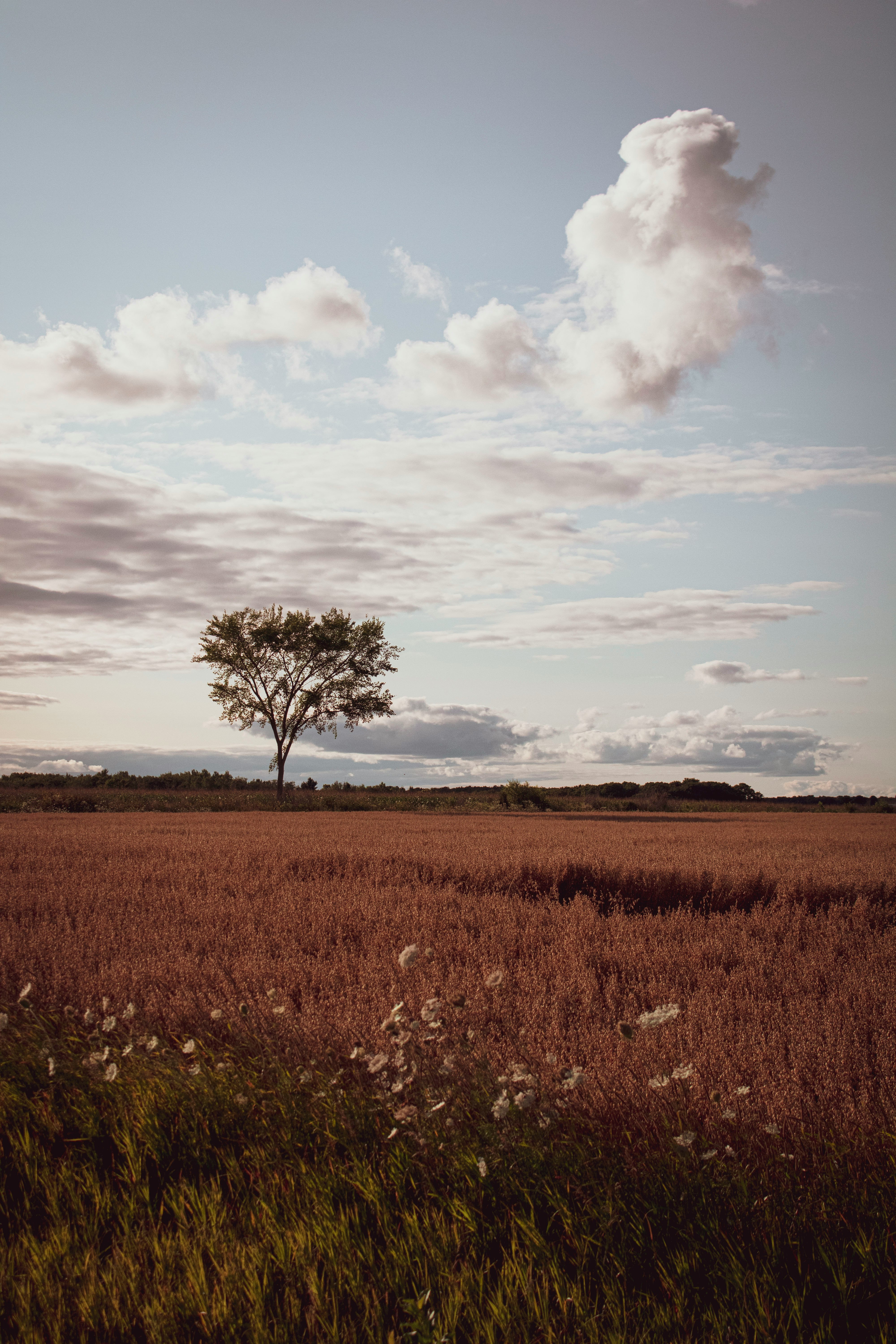 Beautiful tree in field surrounded by grass during daytime with clouds in sky
