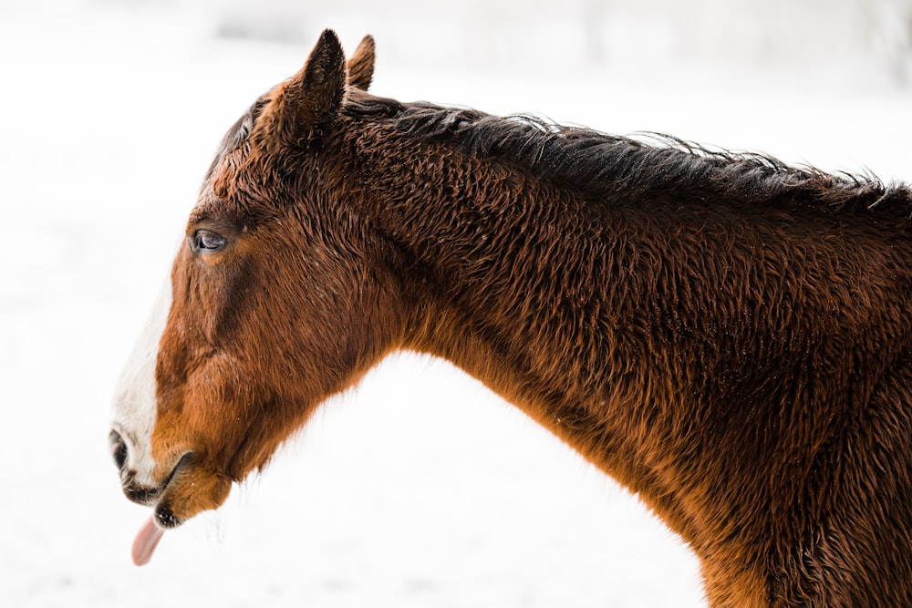 brown horse in snow covered field during daytime