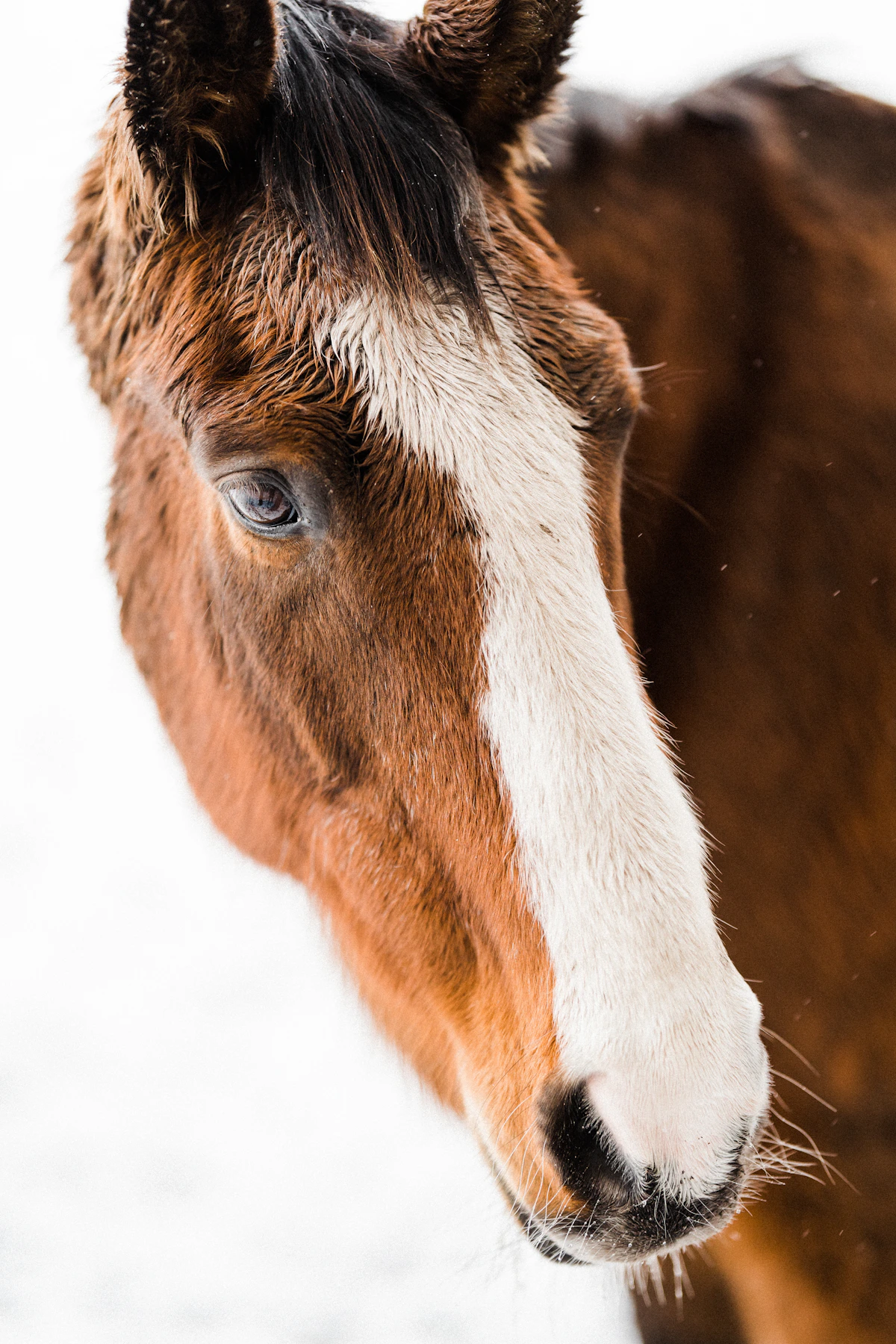 Brown and white horse portrait