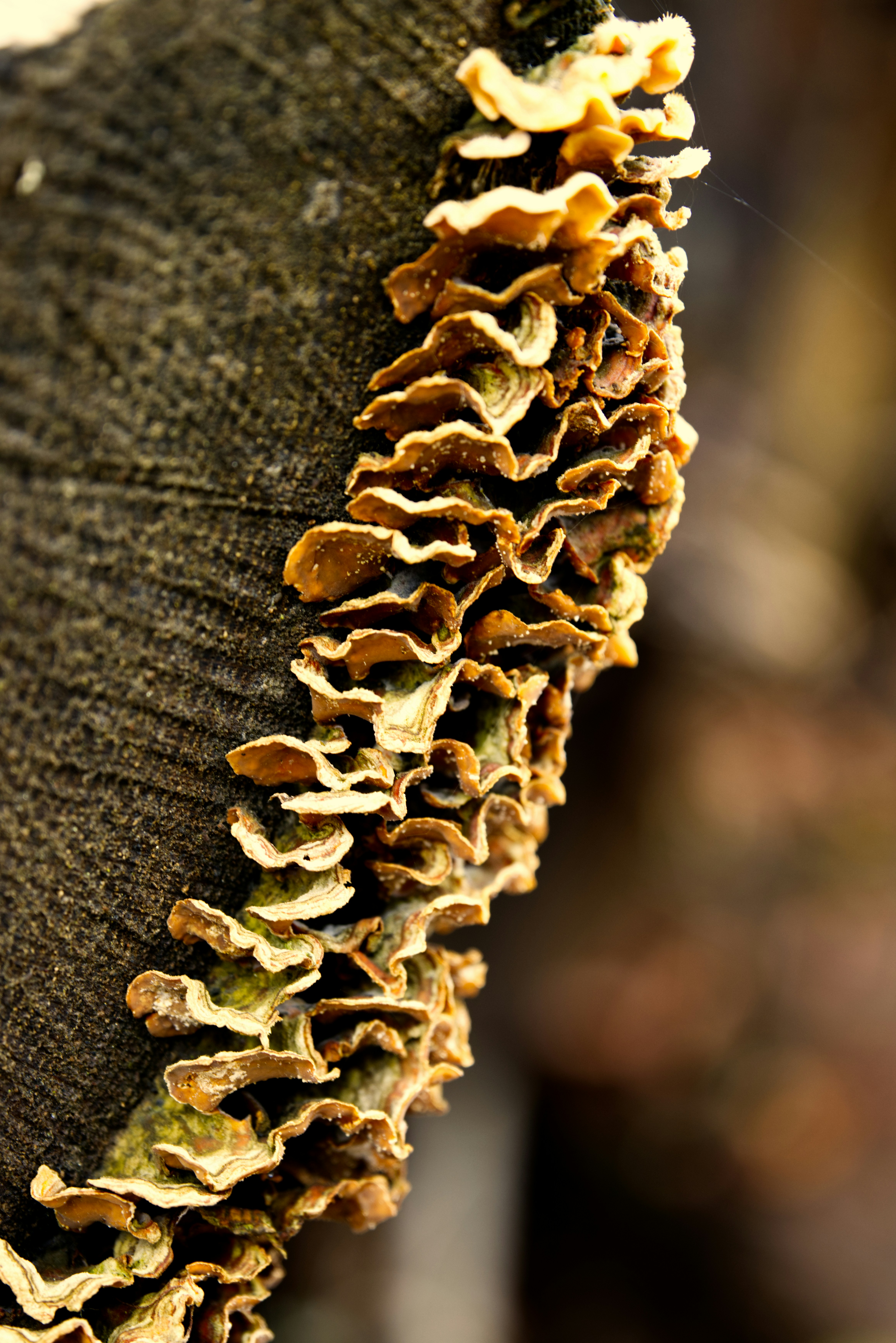 brown and white plant on black textile